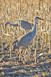 Sandhill Cranes 1791